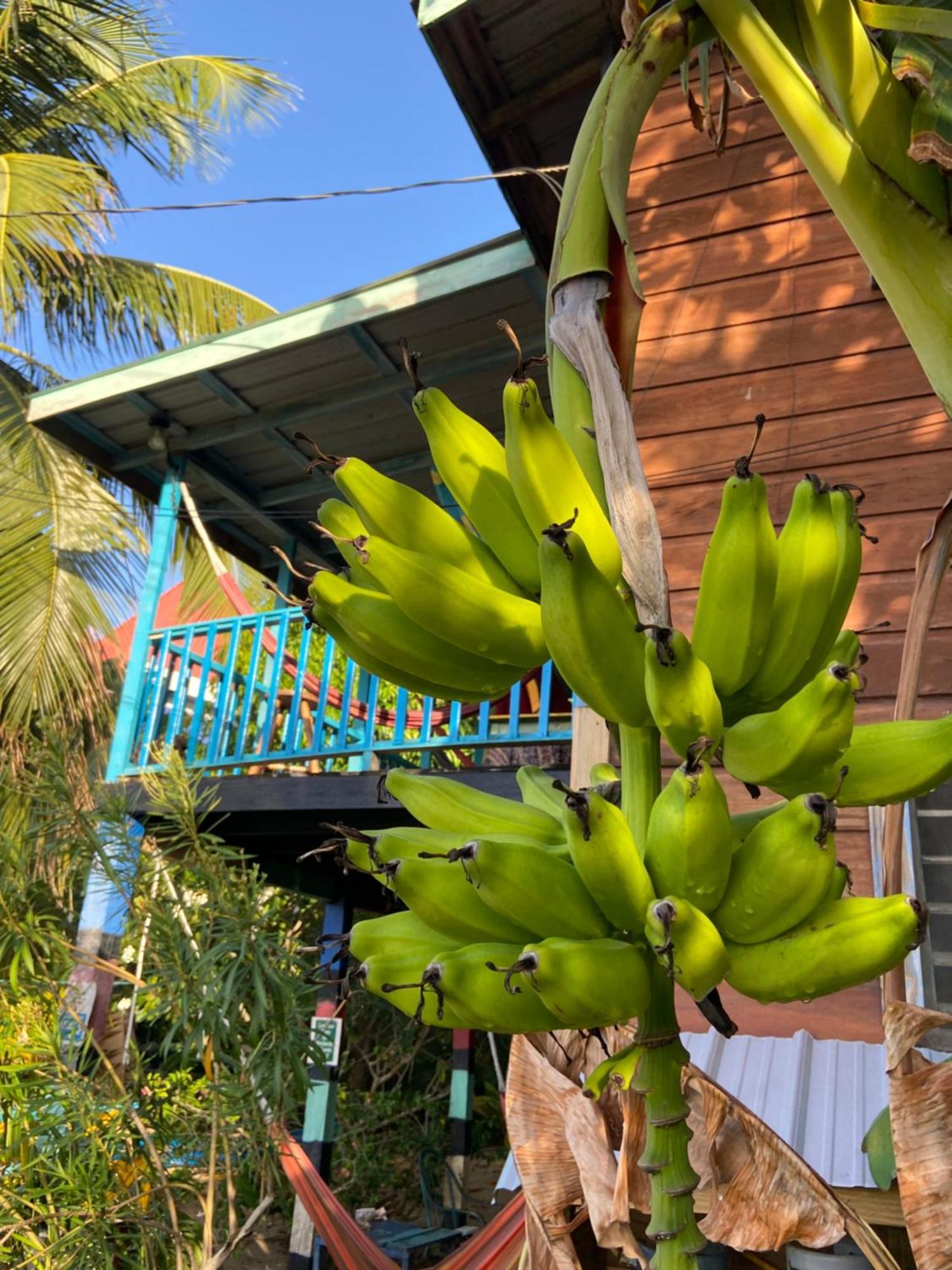 Anda Di Hows Hostel Placencia Luaran gambar